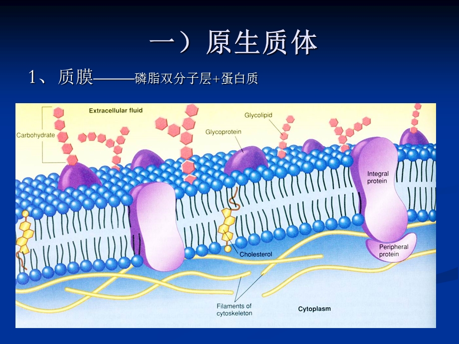 植物细胞药用植物学文档资料.ppt_第2页