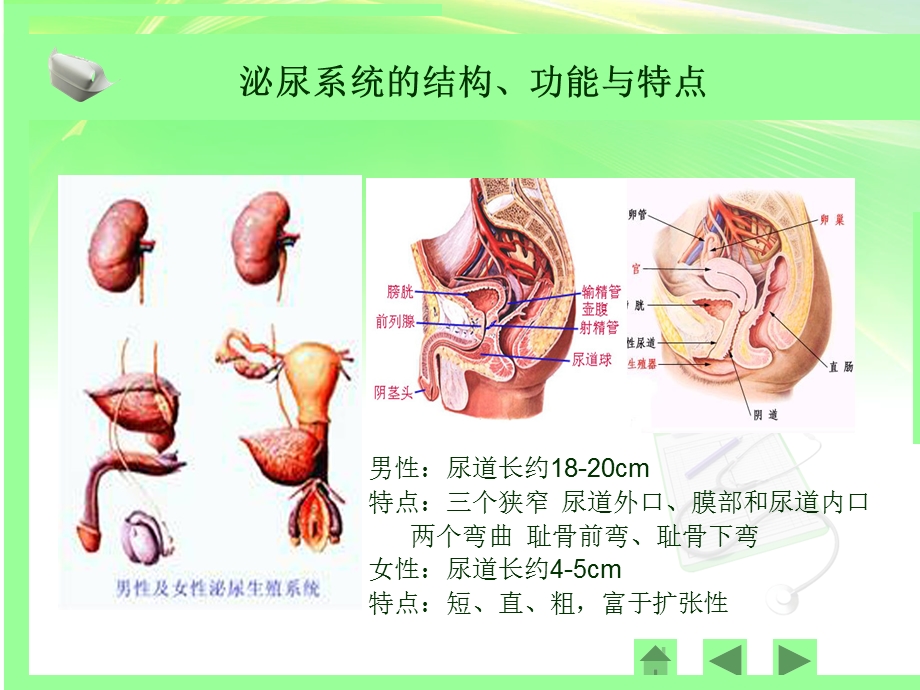 尿失禁与护理ppt文档资料.ppt_第2页