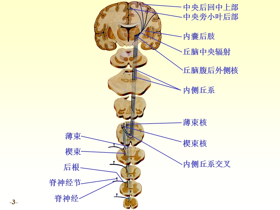 七科联考系统解剖学chapter19神经系统传导路精选文档.ppt_第3页