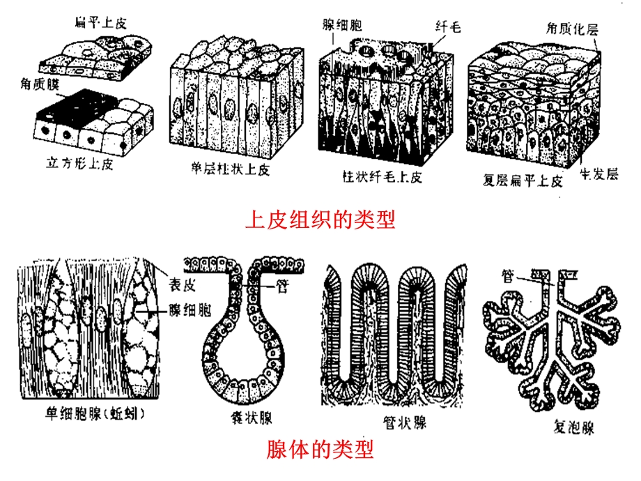 第四多细胞动物导论文档资料.ppt_第3页