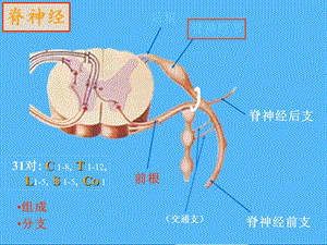 脊神经PPT课件PPT文档.ppt