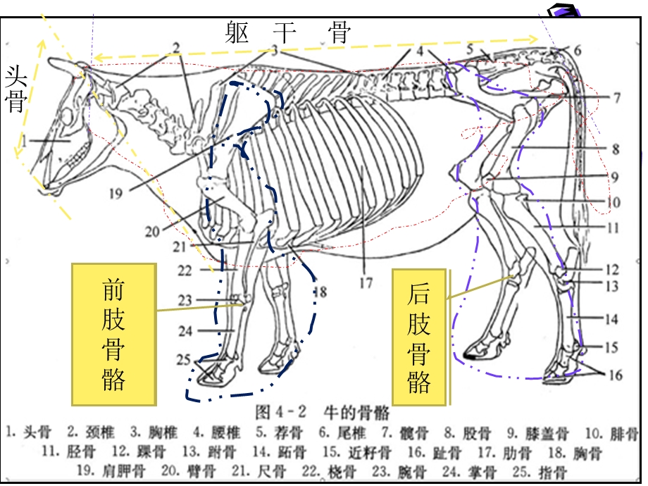 弟二节全身骨骼的划分ppt课件文档资料.ppt_第1页