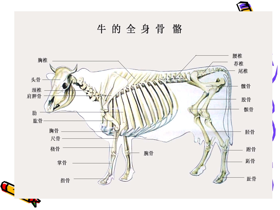 弟二节全身骨骼的划分ppt课件文档资料.ppt_第2页