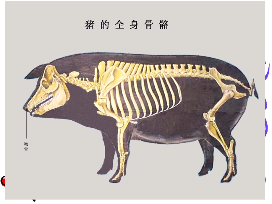 弟二节全身骨骼的划分ppt课件文档资料.ppt_第3页