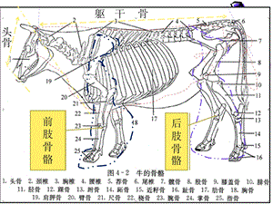 弟二节全身骨骼的划分ppt课件文档资料.ppt