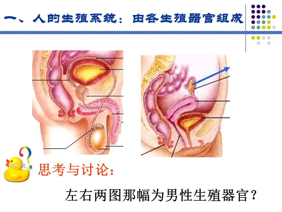 课件(人的生殖和发育).ppt_第3页