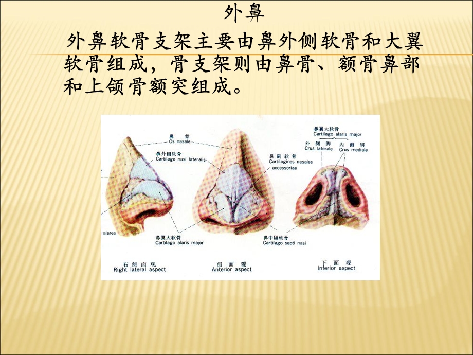 鼻的解剖PPT课件文档资料.ppt_第3页