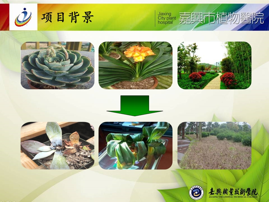 植物医院的项目建议书文档资料.ppt_第2页