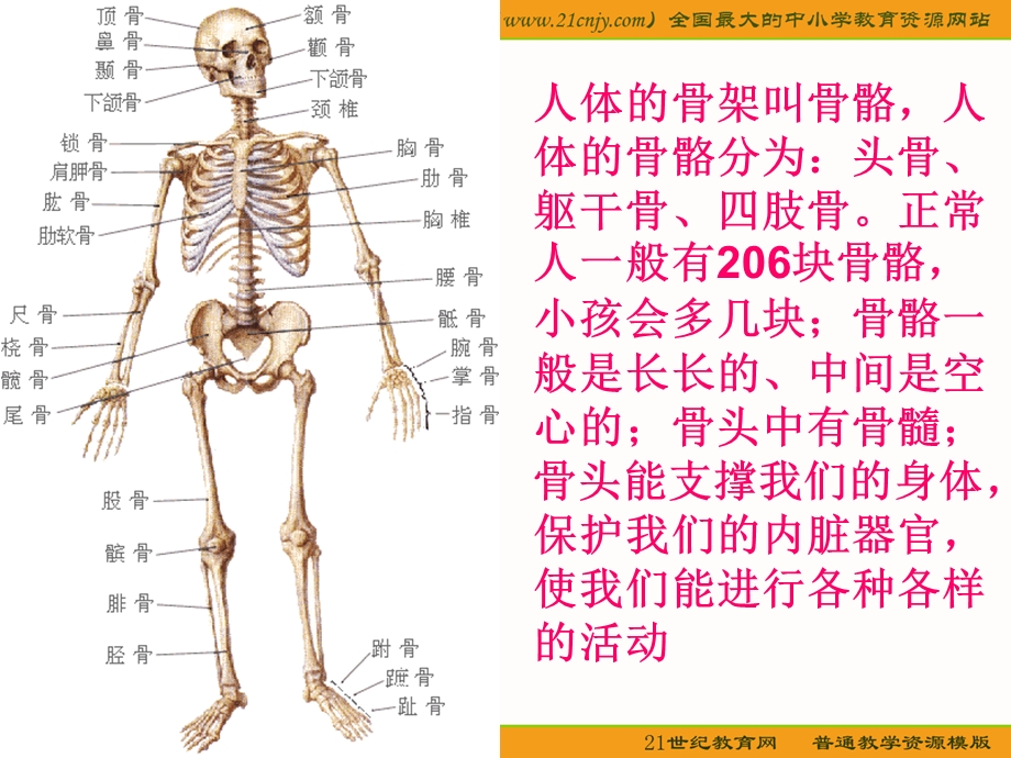 骨骼、关节和肌肉.ppt_第3页