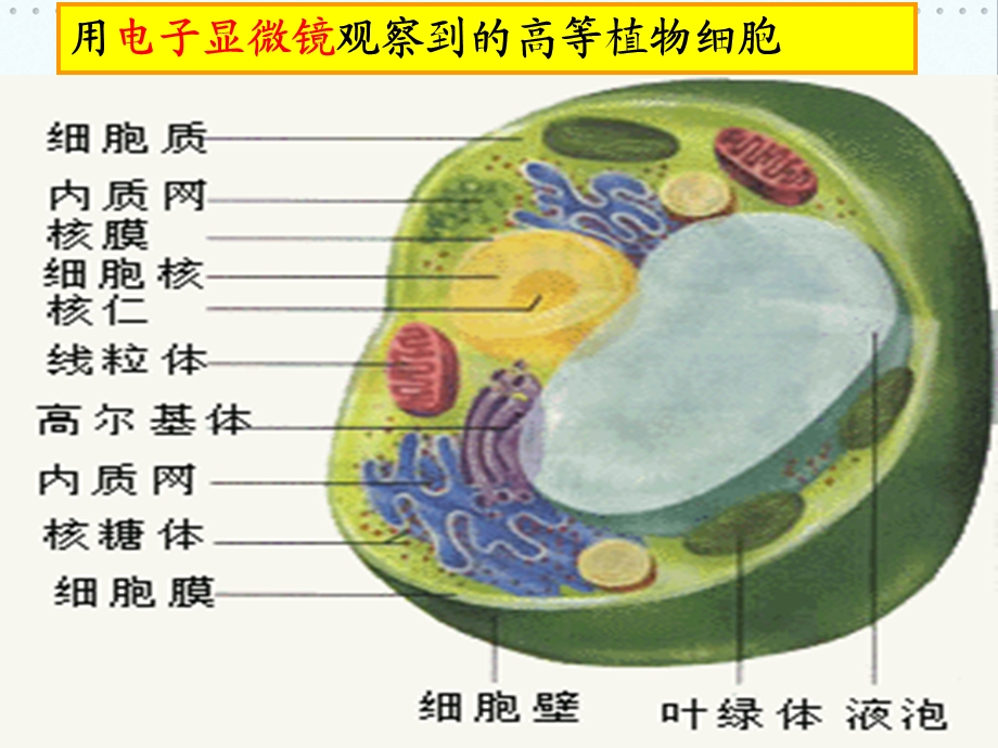 原核细胞和真核细胞课件文档资料.ppt_第2页