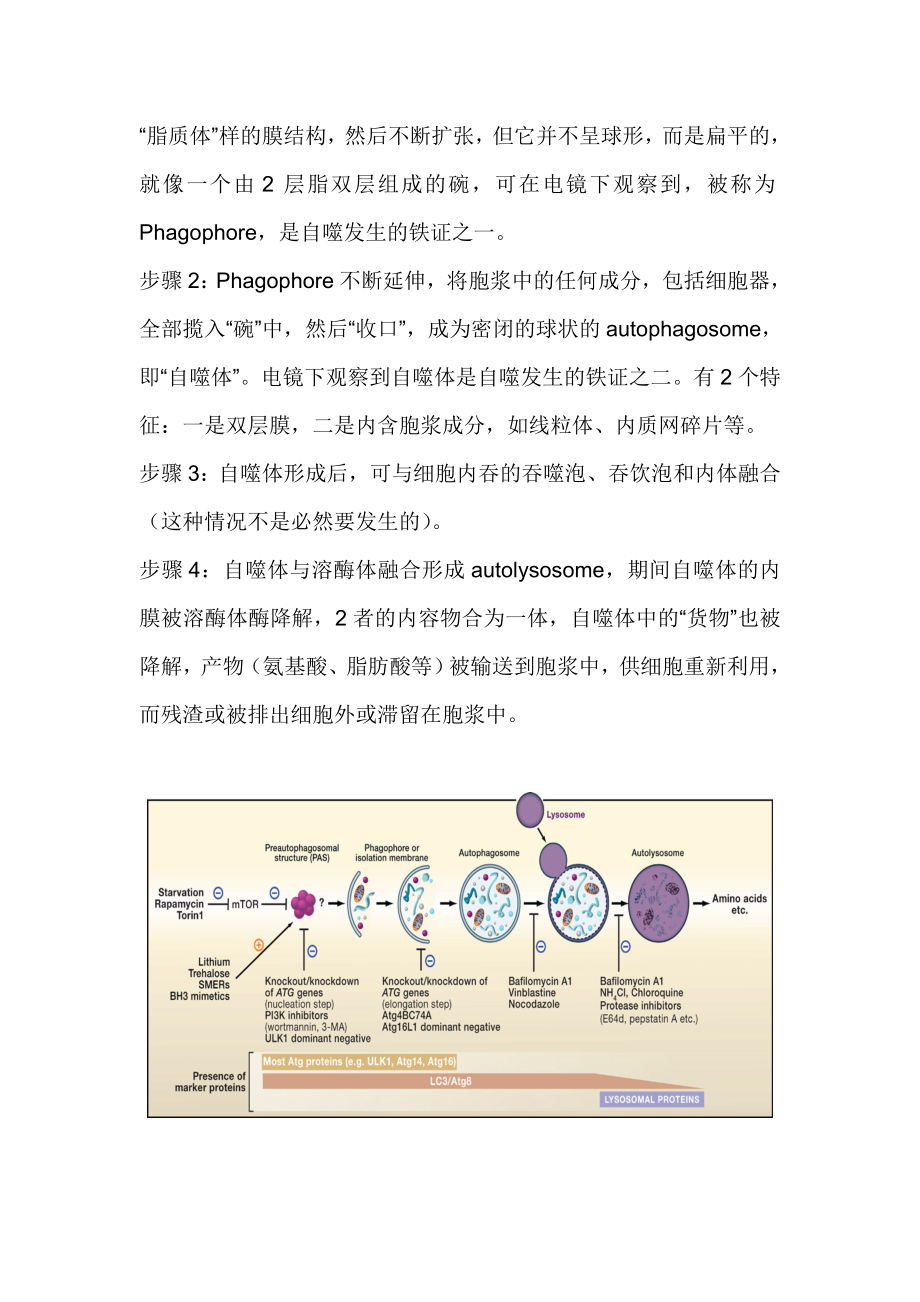 最新自噬及其研究方法汇编.doc_第2页