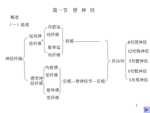 三章周围神经系统PPT文档.ppt