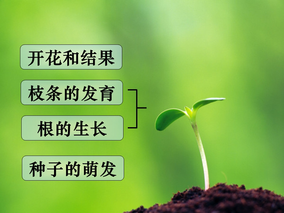 绿色植物的一生 (2).ppt_第2页