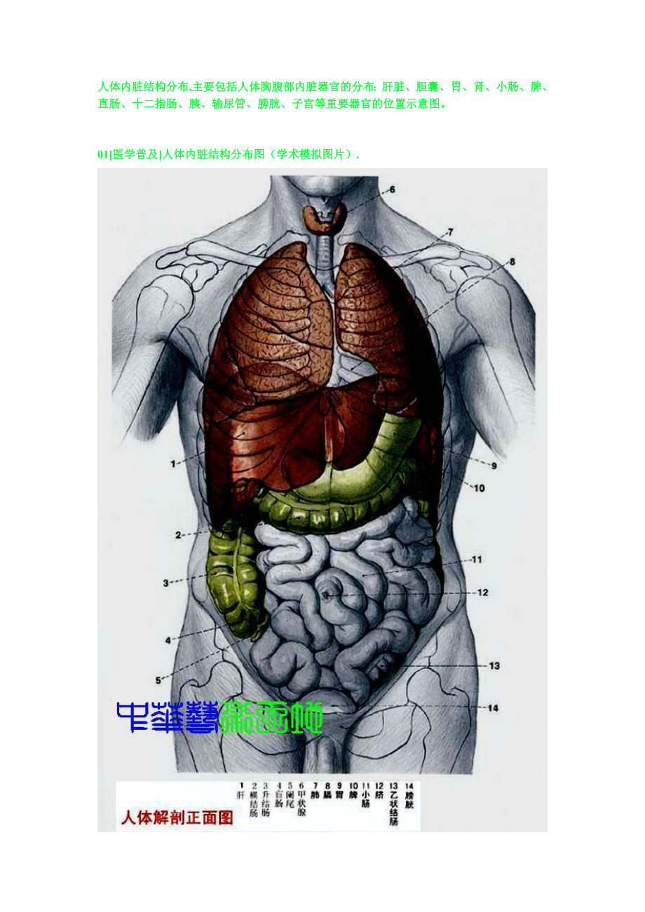 [医学]人体内脏结构人体全息示意图.doc_第1页