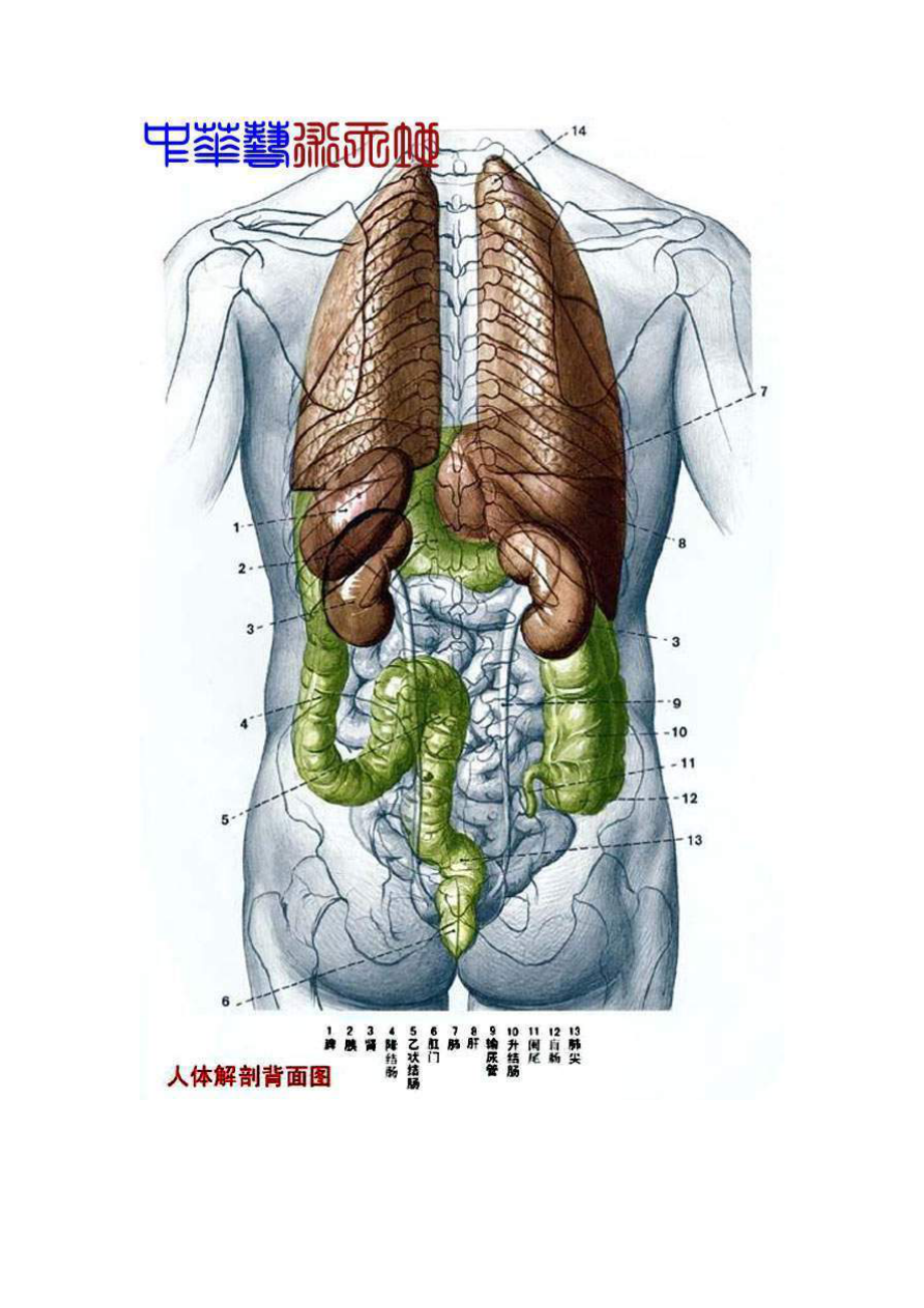 [医学]人体内脏结构人体全息示意图.doc_第3页