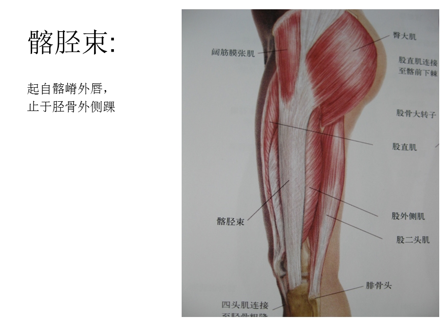 下肢肌肉课件文档资料.ppt_第1页