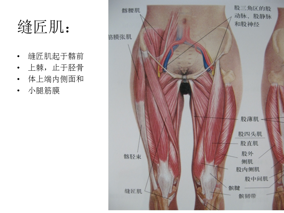 下肢肌肉课件文档资料.ppt_第2页