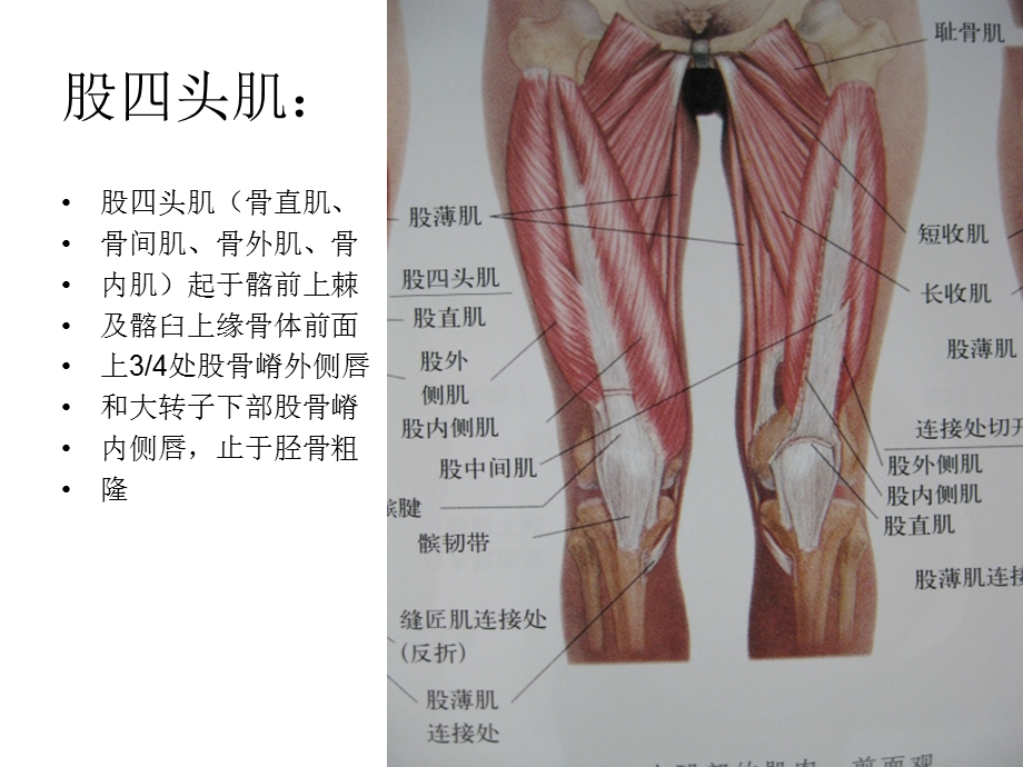 下肢肌肉课件文档资料.ppt_第3页