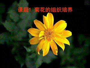 课题1菊花的组织培养.ppt