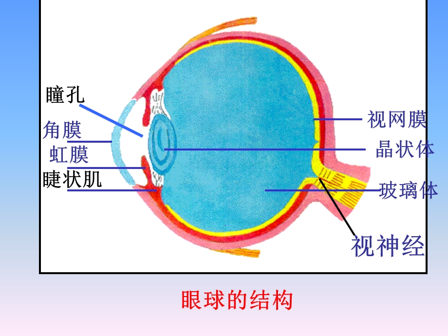 照相机与眼睛___视力的矫正.ppt_第3页