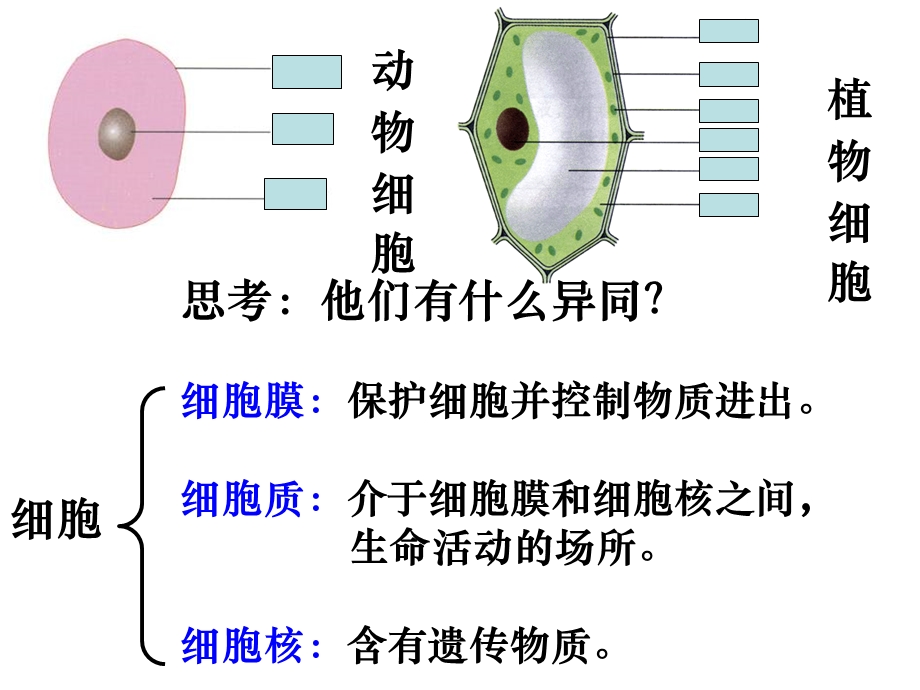 生物体的结构层次(1).ppt_第1页