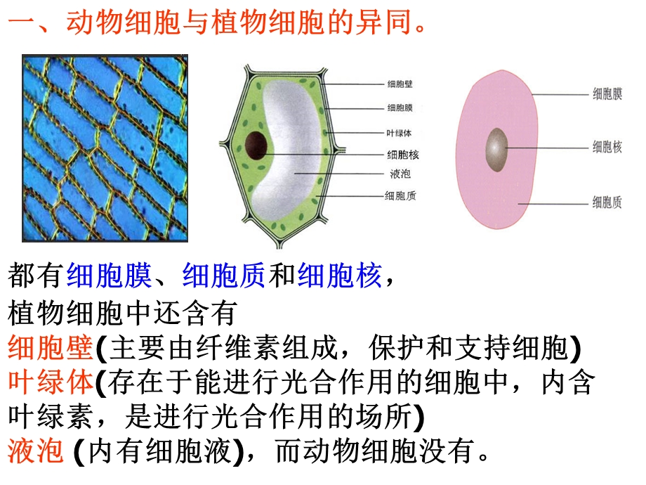 生物体的结构层次(1).ppt_第2页