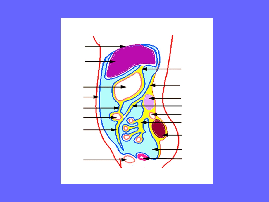 急性化脓性腹膜炎病人护理 56895103文档资料.ppt_第2页