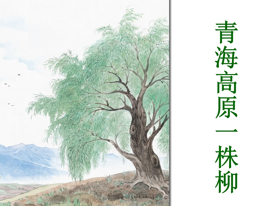 青海高原一株柳 (3).ppt_第1页