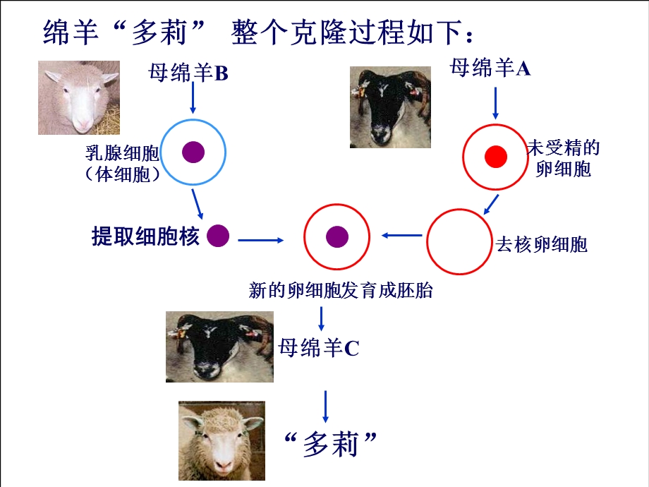 细胞核——系统的控制中心.ppt_第3页