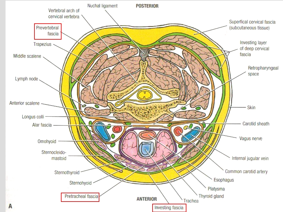 局部解剖学颈筋膜及筋膜间隙文档资料.ppt_第2页