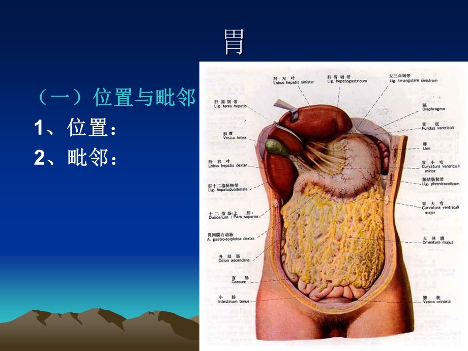 局部解剖学结肠上区、下区文档资料.ppt_第1页