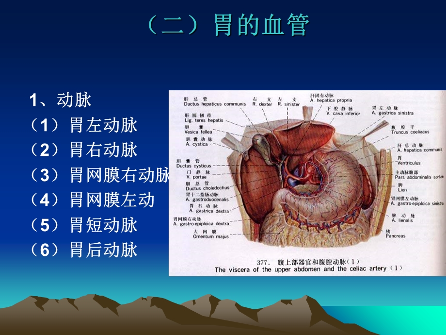 局部解剖学结肠上区、下区文档资料.ppt_第3页