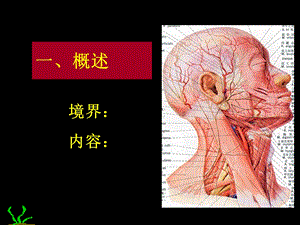 颈部PPT课件精选文档.ppt