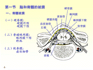 七科联考系统解剖学7脑和脊髓的被膜、血管及脑脊液循环new精选文档.ppt