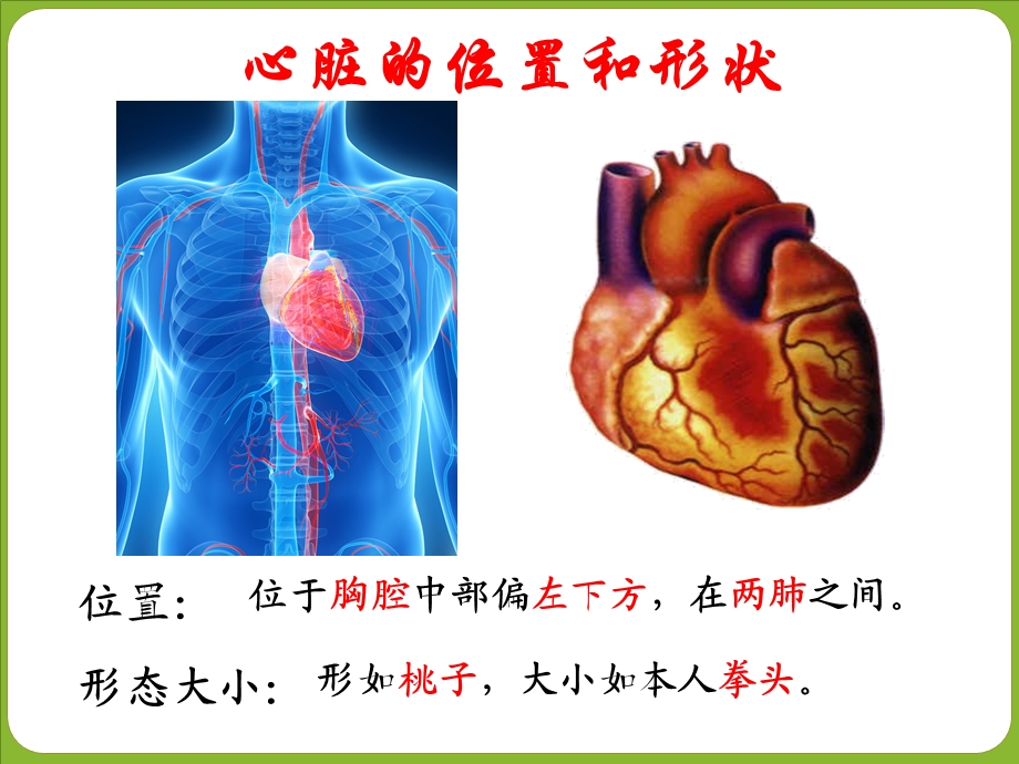 输送血液的泵-心脏(第1课时）.ppt_第3页