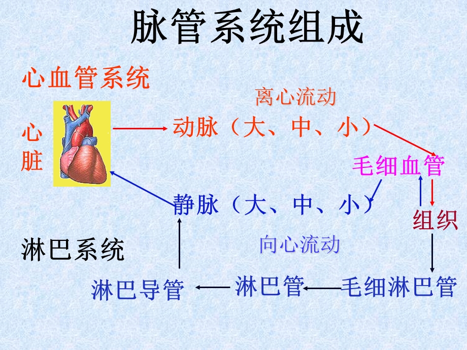 心血管系统 文档资料.ppt_第1页