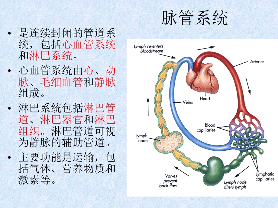 心血管系统 文档资料.ppt_第2页