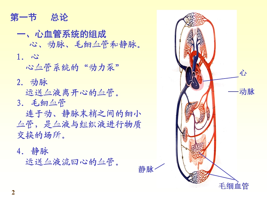 七科联考系统解剖学心精选文档.ppt_第2页