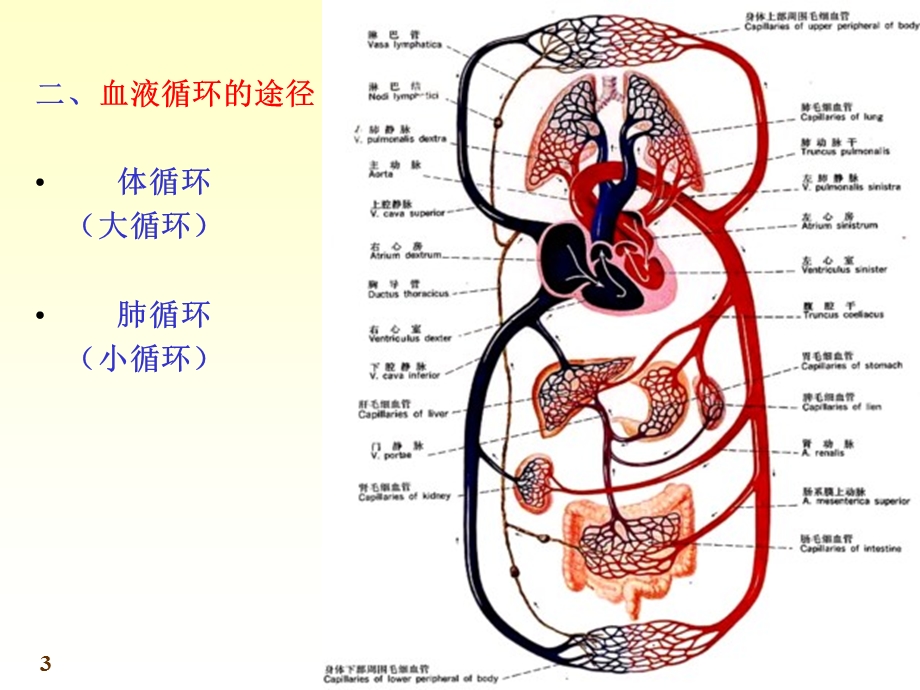 七科联考系统解剖学心精选文档.ppt_第3页