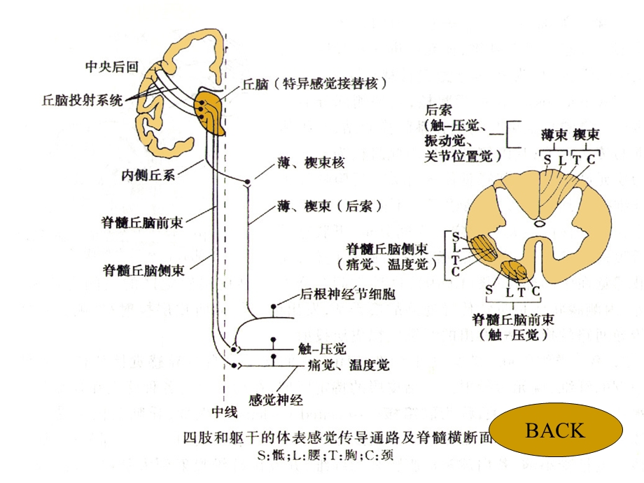 生理学杨莉神经系统功能(二)ppt课件文档资料.ppt_第3页