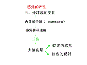 生理学杨莉神经系统功能(二)ppt课件文档资料.ppt