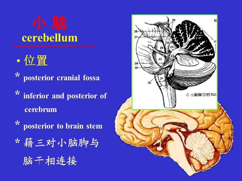 局部解剖学 06小间脑文档资料.ppt_第1页