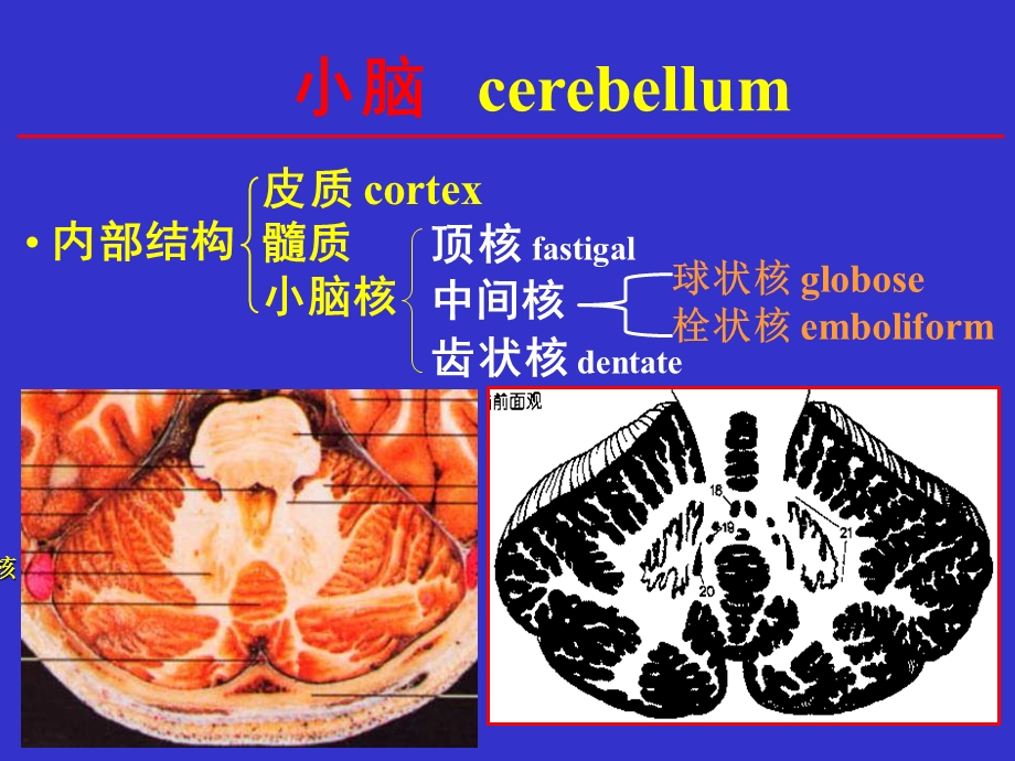 局部解剖学 06小间脑文档资料.ppt_第3页