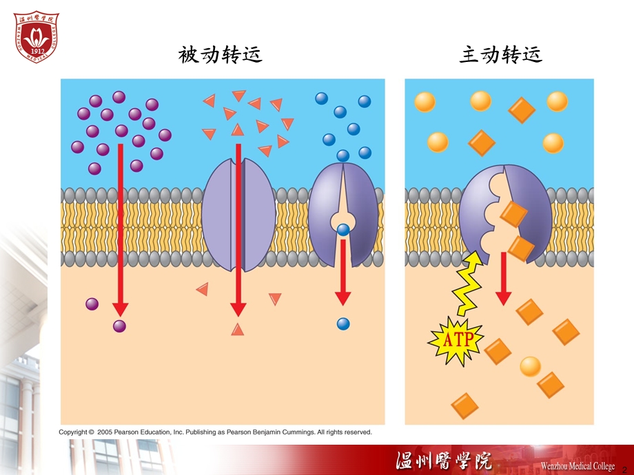 第2章细胞的基本功能ppt课件文档资料.PPT_第2页