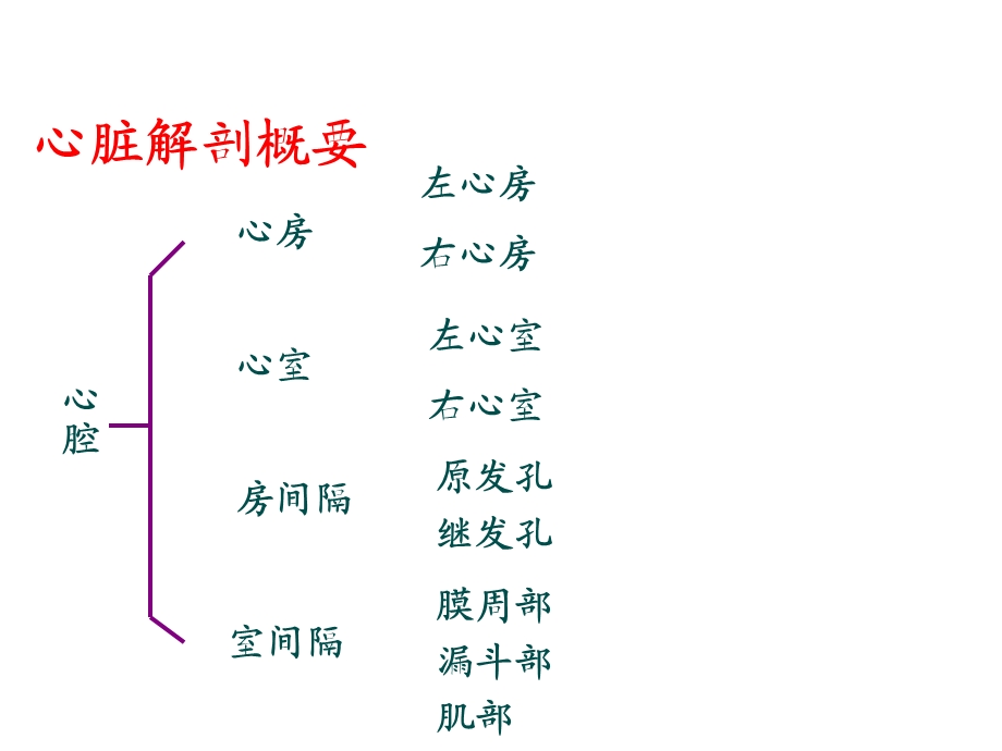 心脏解剖及超声心动图检查方法功能测定文档资料.ppt_第2页