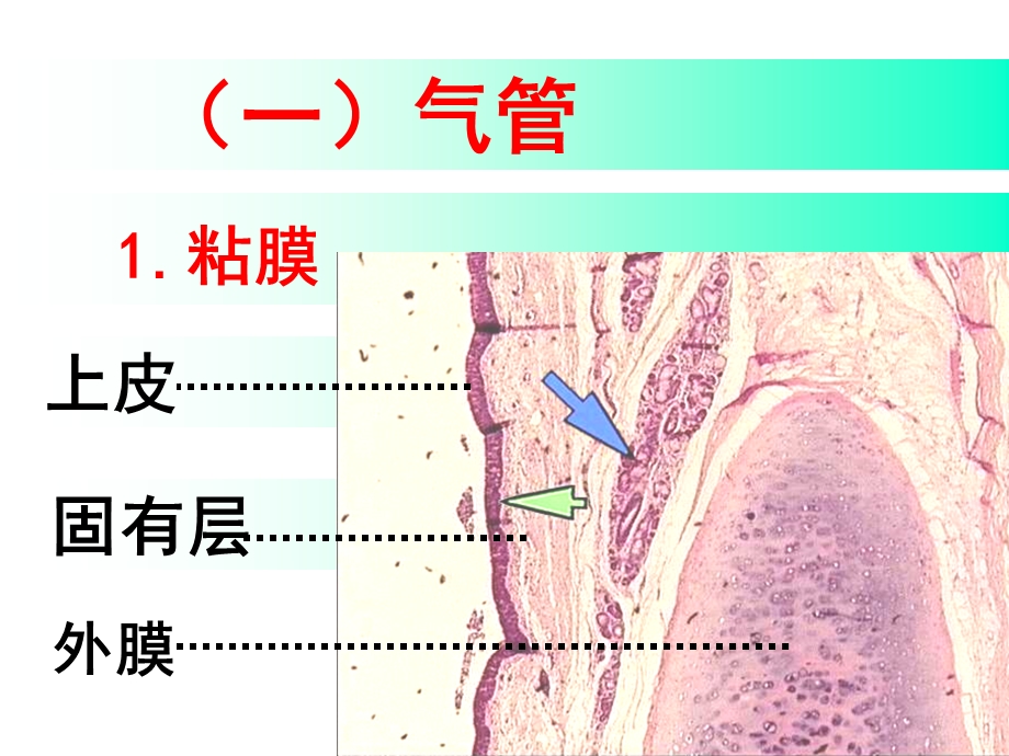 系统解剖学呼吸系统精选文档.ppt_第3页