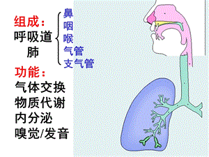 系统解剖学呼吸系统精选文档.ppt