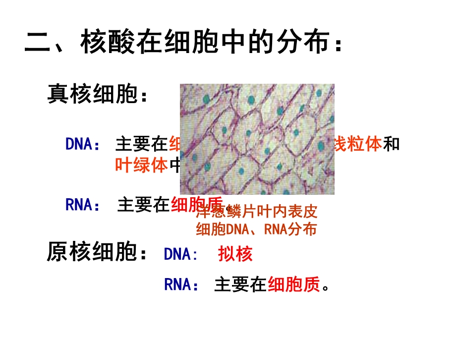 遗传信息的携带者——核酸 (2).ppt_第3页