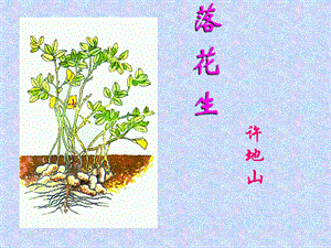 落花生_教学课件_PPT.ppt