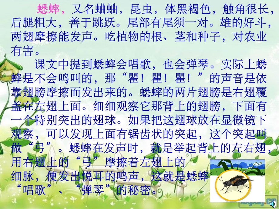 蟋蟀的住宅课件 (2).ppt_第3页